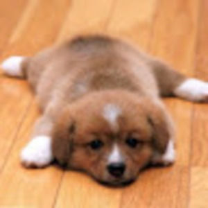 Meet your Posher, Cecelia